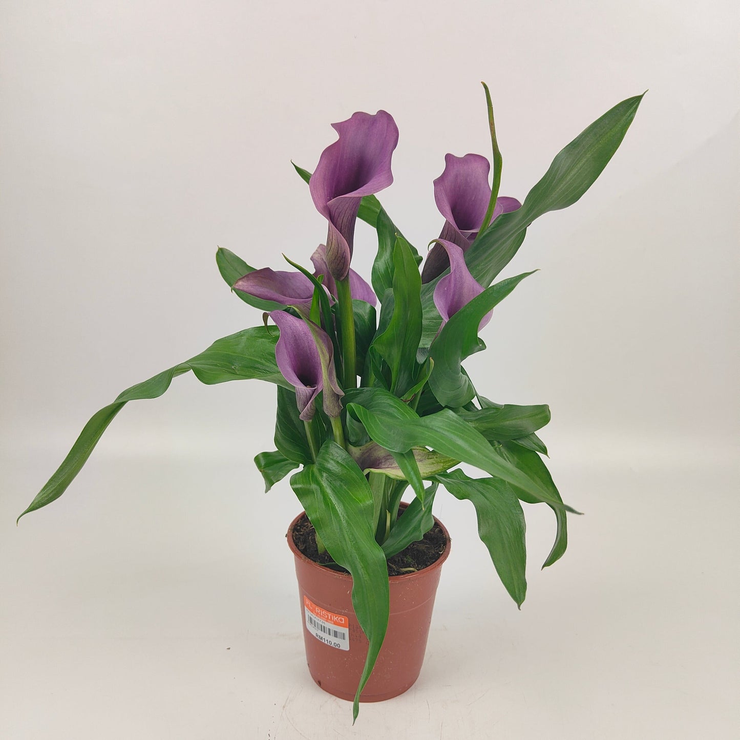 Pot Calla Lily - Purple