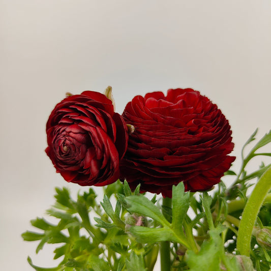 Pot Ranunculus - Red