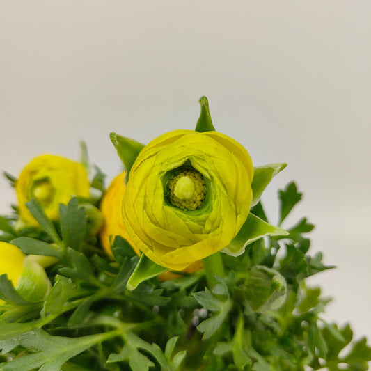 Pot Ranunculus - Yellow
