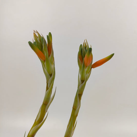Pot Aloe Humilis