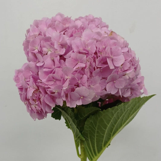 Hydrangea - Pink (Flower Head Size: 18-20cm)
