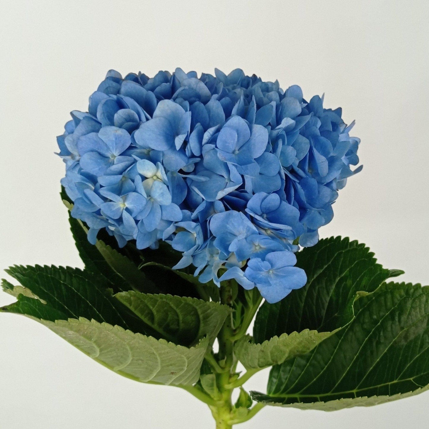 Hydrangea - Dark Blue (Flower Head Size: 18-20cm)