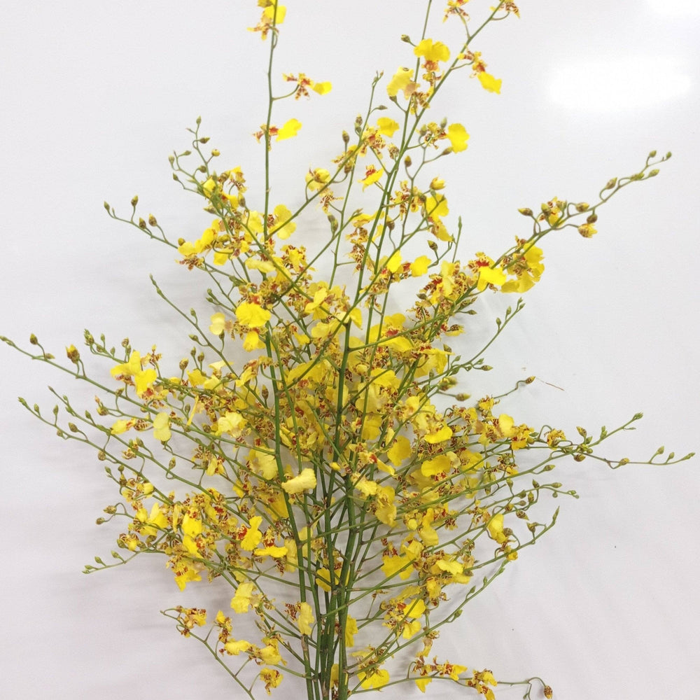 Orchid Oncidium - Yellow (10 Stems)