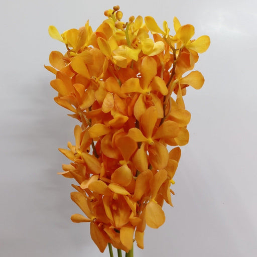 Orchid (Impoted) - Gold [5 Stems] L
