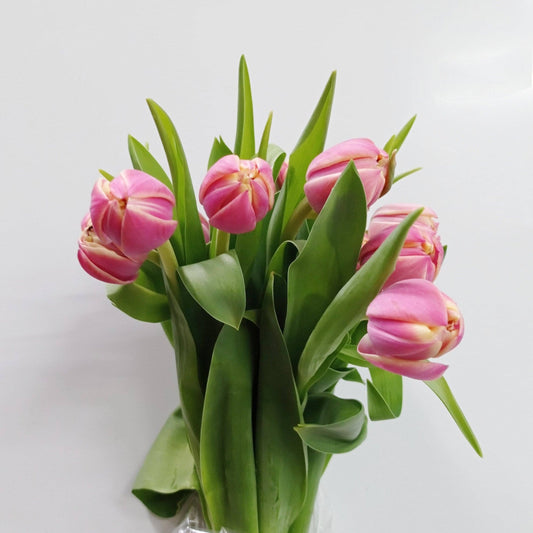 Tulip Double - 2 Tone Pink