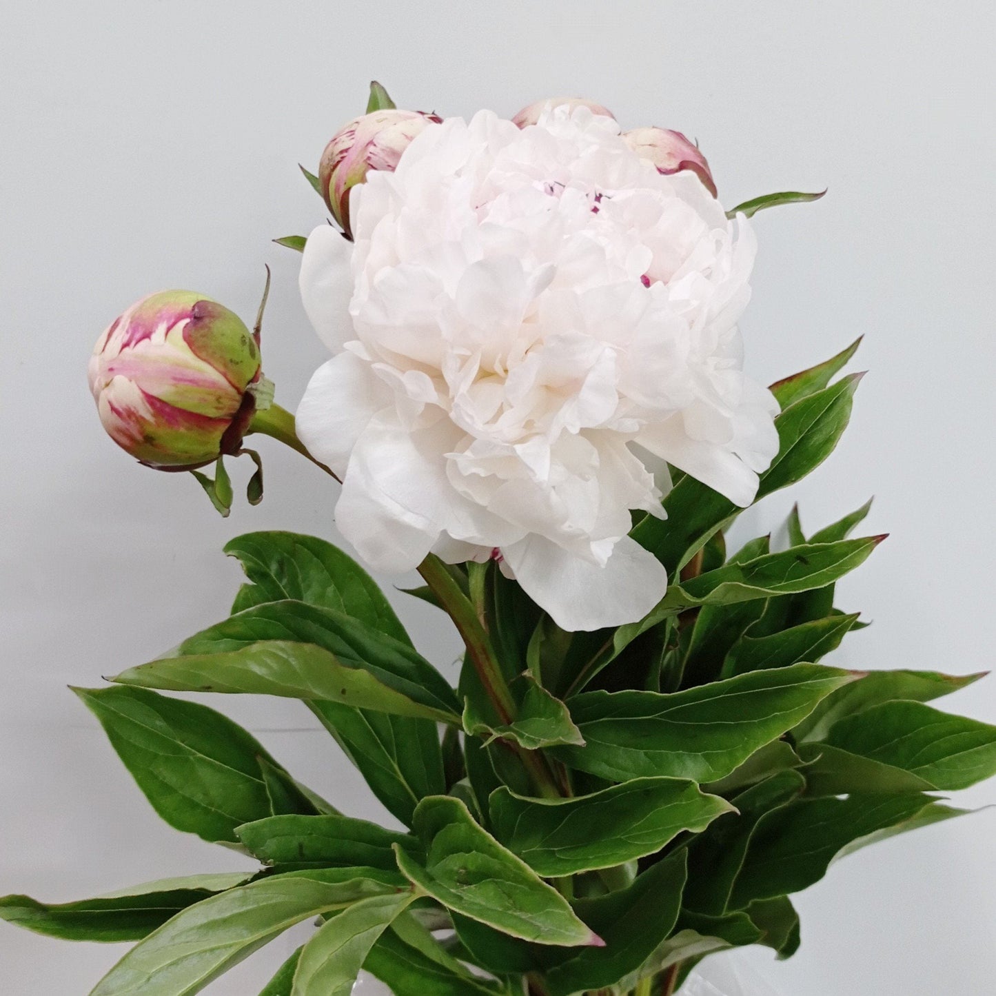 Peony - White