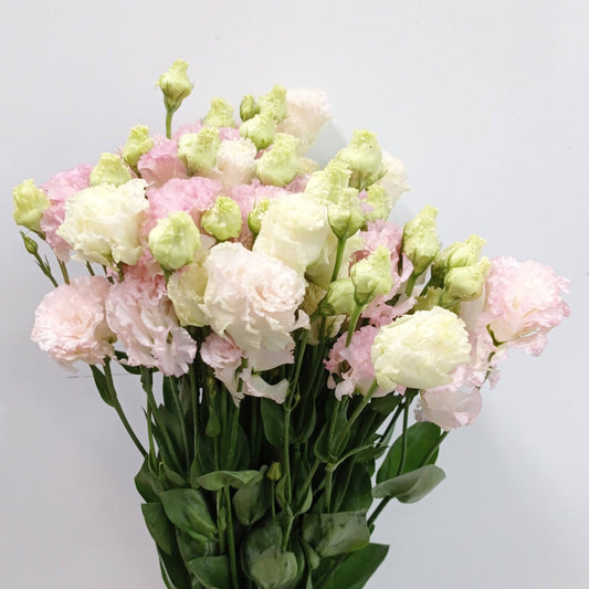 Eustoma - Ice Cream Light Pink | Floristika Malaysia