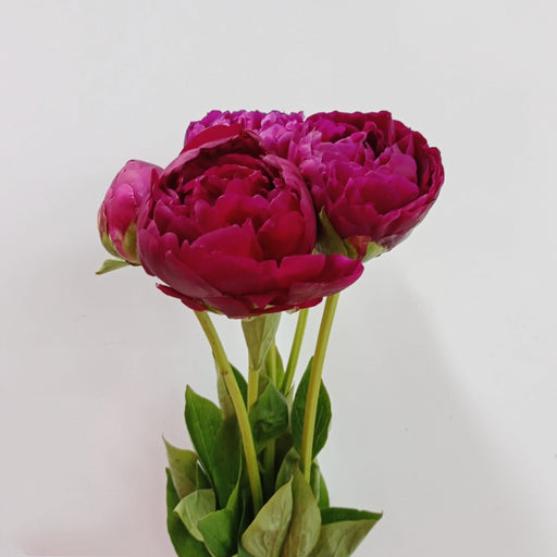 PRE-ORDER Peony Red Sarah Bernhardt (Imported) - Red [Arrival 24.05.24]