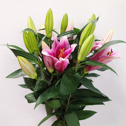 Lily Valdosta (Imported) - Pink
