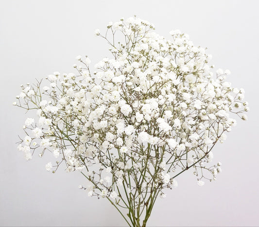 Baby Breath - White (25 Stems)