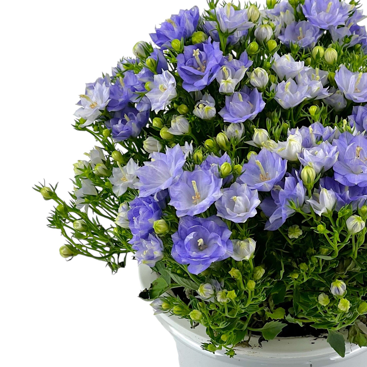 Danish Bluebell P120 (Hydroponic Pot)