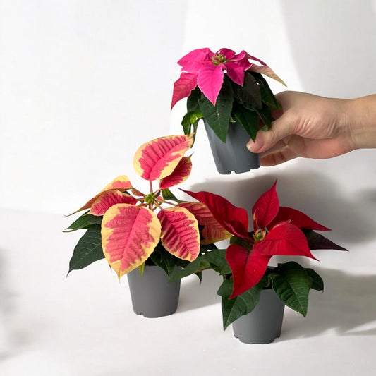 Poinsettia Mini - Pink