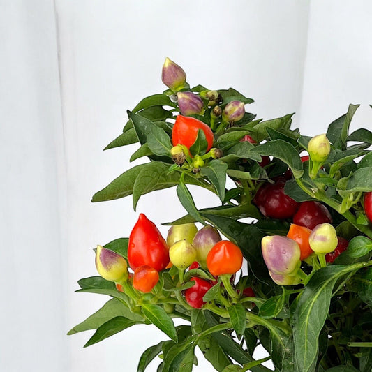 Capsicum Autumn
