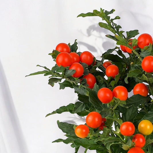 Solanum Plant