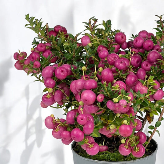 Gaultheria Mucronata "Prickly Heath" Plant