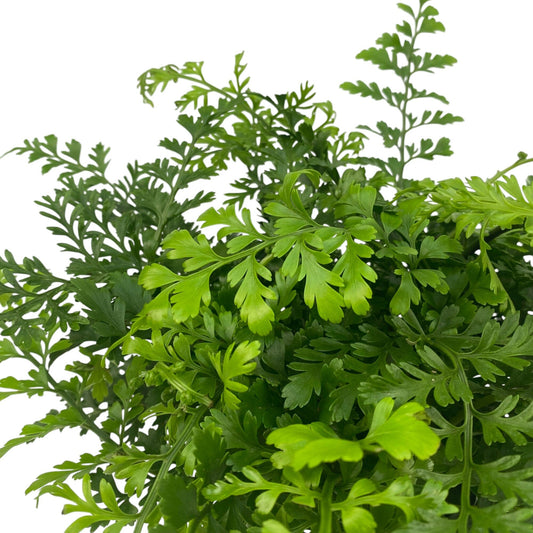 Hydroponic Pteridium Aquilinum