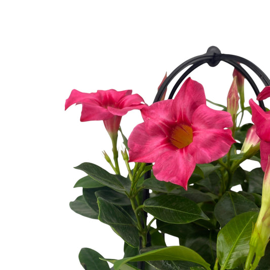 Pot Fragrance Vine - Pink