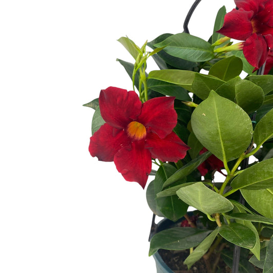 Pot Fragrance Vine - Red