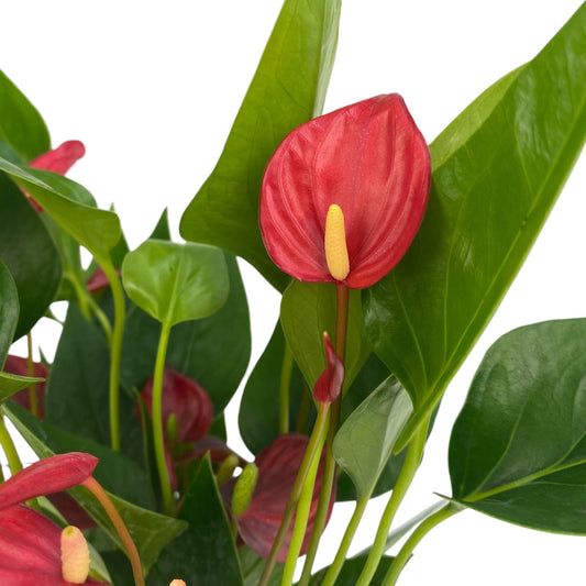 Pot Anthurium Mix- Red