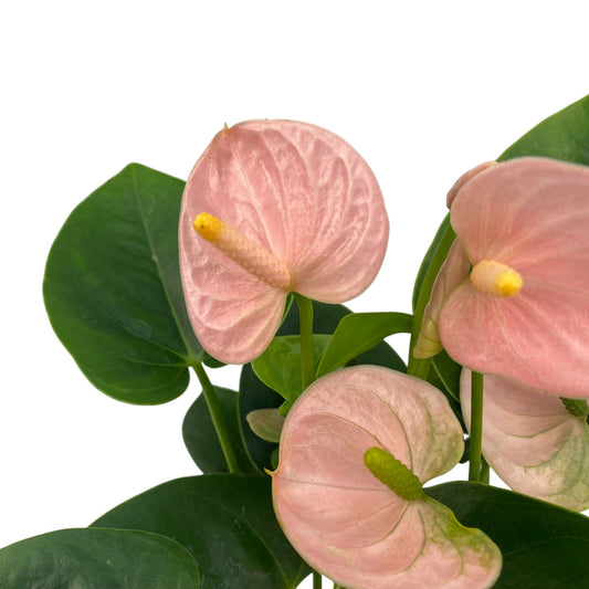 Pot Anthurium Mix-Pink