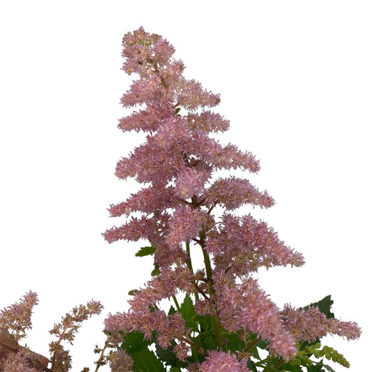Pot Astilbe Mix- Pink