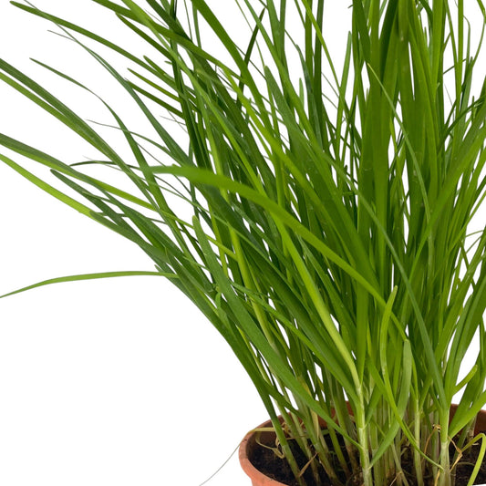 Pot Chives P150
