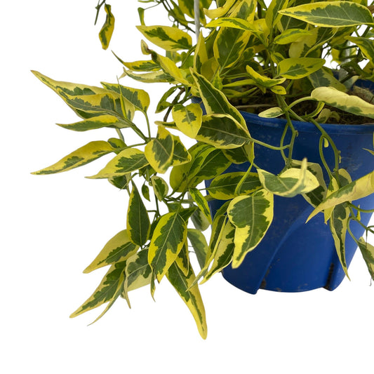 Pot Ivy Kuning (HG) P140