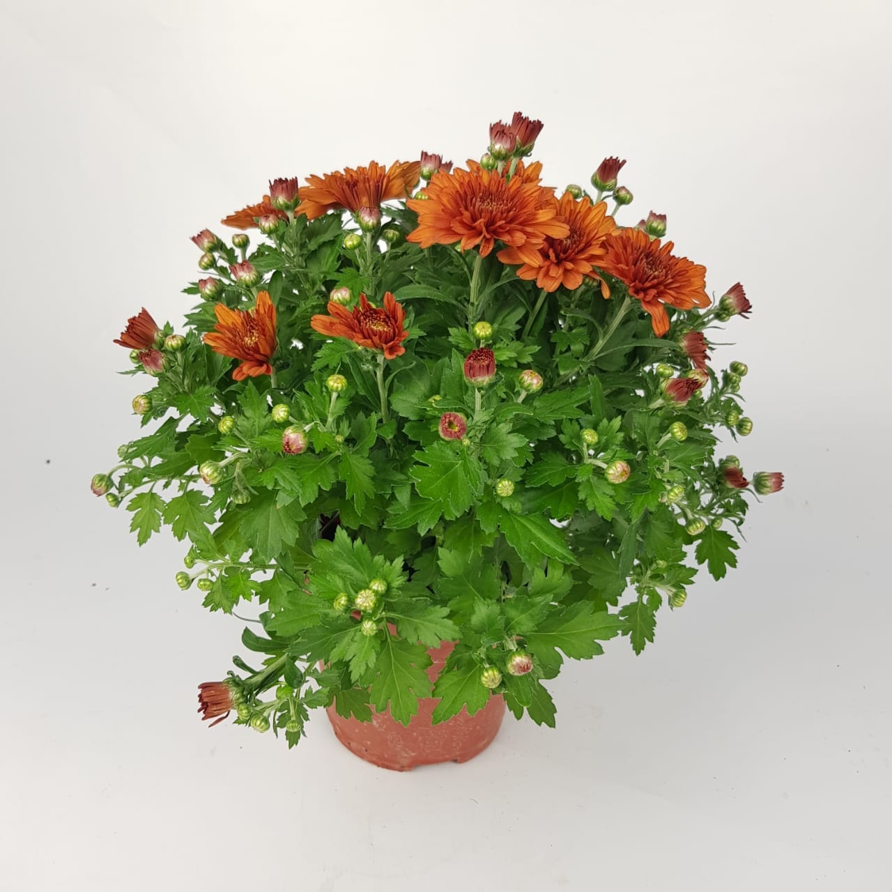 Chrysanthemum (S) - P150