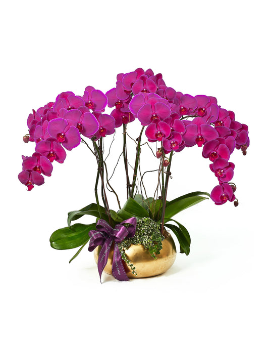 Golden Returns (A) - Purple Phalaenopsis