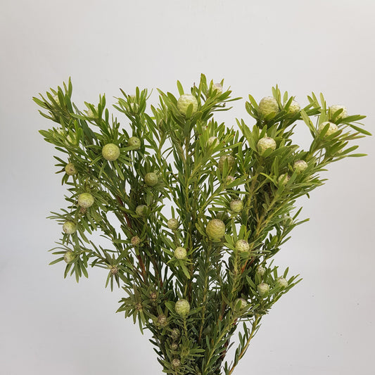 Leucadendron Jade Pearl