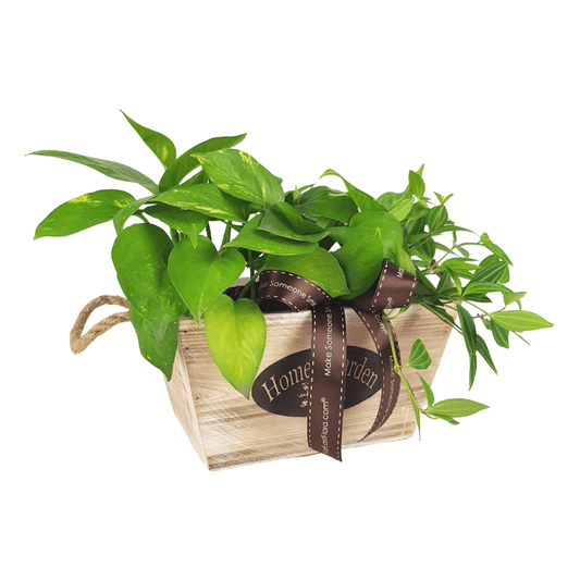 Plant Arrangements With Wooden Basket (M) | Far East Flora Malaysia