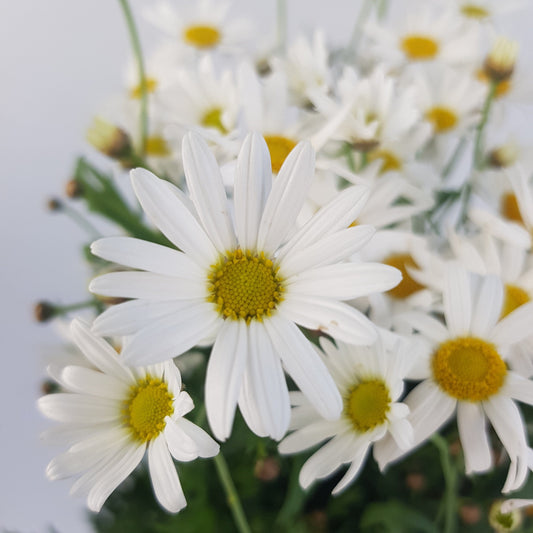 Fresh Cut Flower Marguerite Daisy