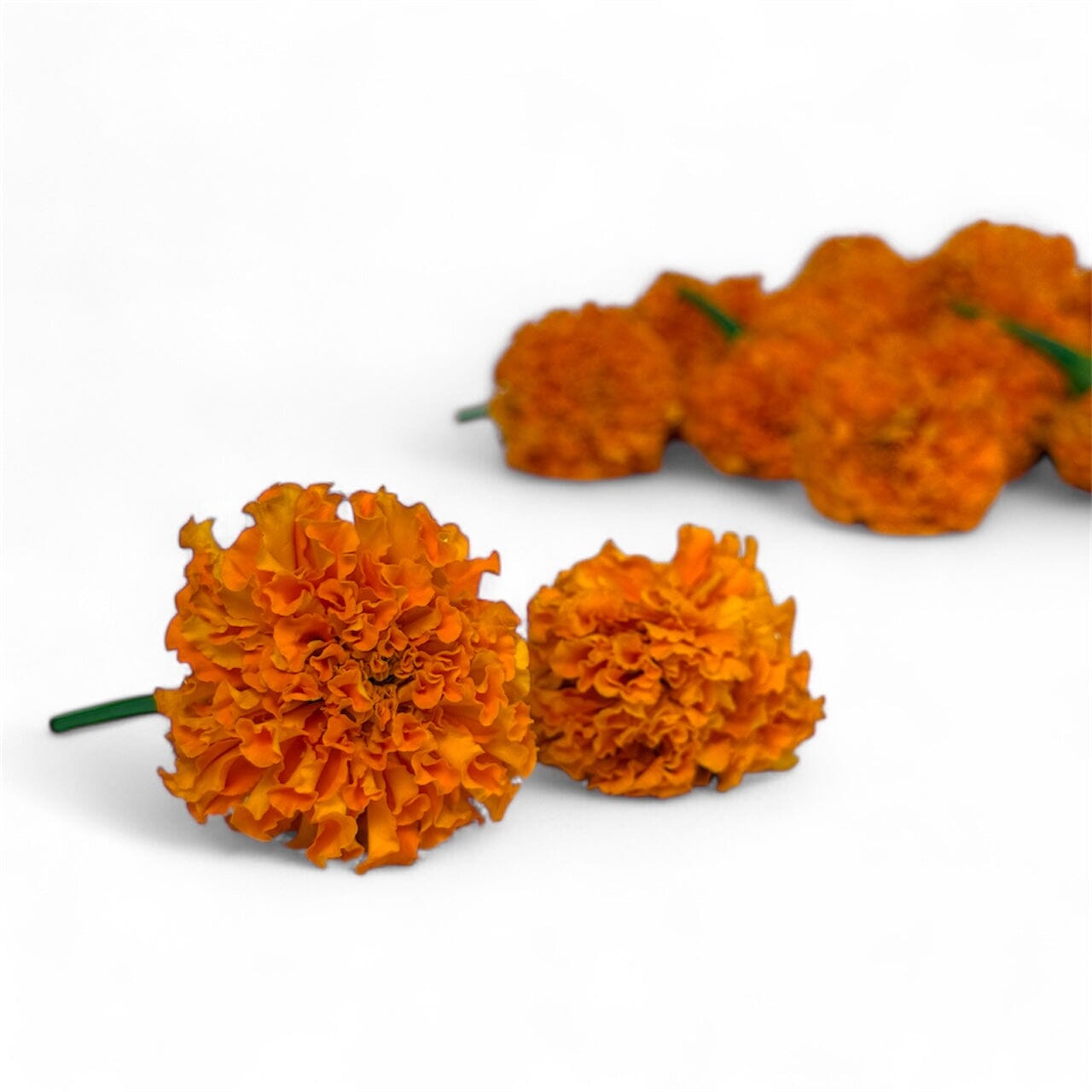 Fresh Cut Flowers at Floristika