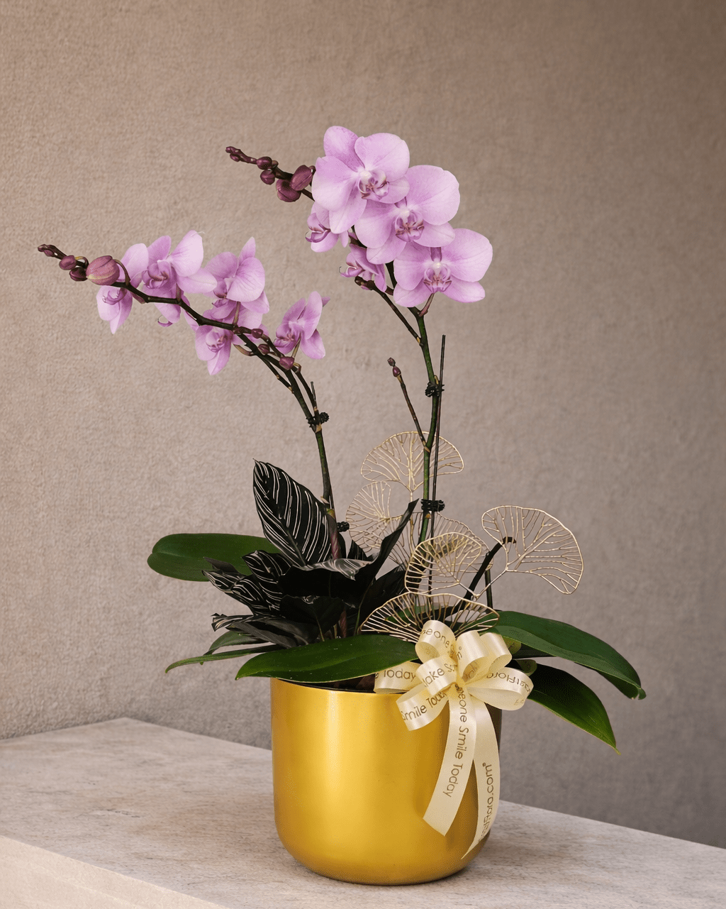 Kenangan Indah - Pink Phalaenopsis