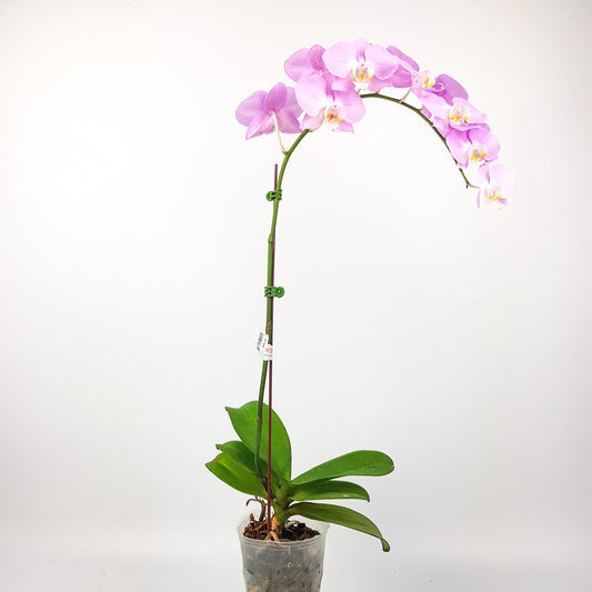 Phalaenopsis - Light Purple (Without Pot)