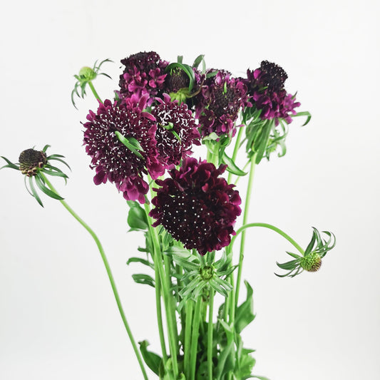 Scabiosa Atropurpurea/Sweet Scabiousa - Dark Purple