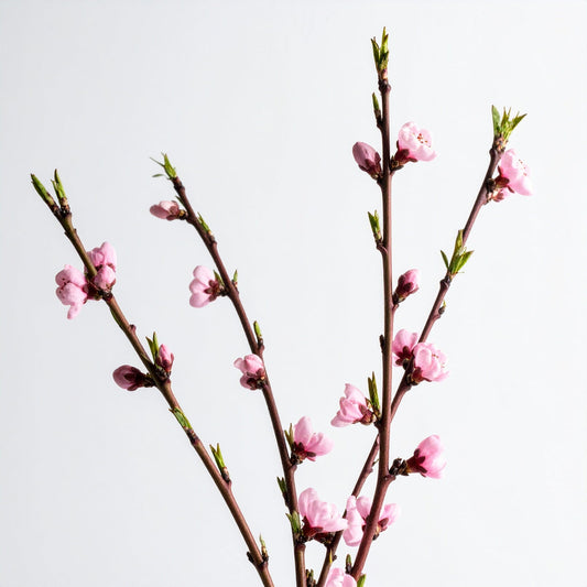 Close-up of pink cherry blossoms on a branch with a light gray background