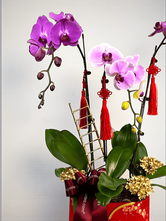 Steps Of Success – Phalaenopsis