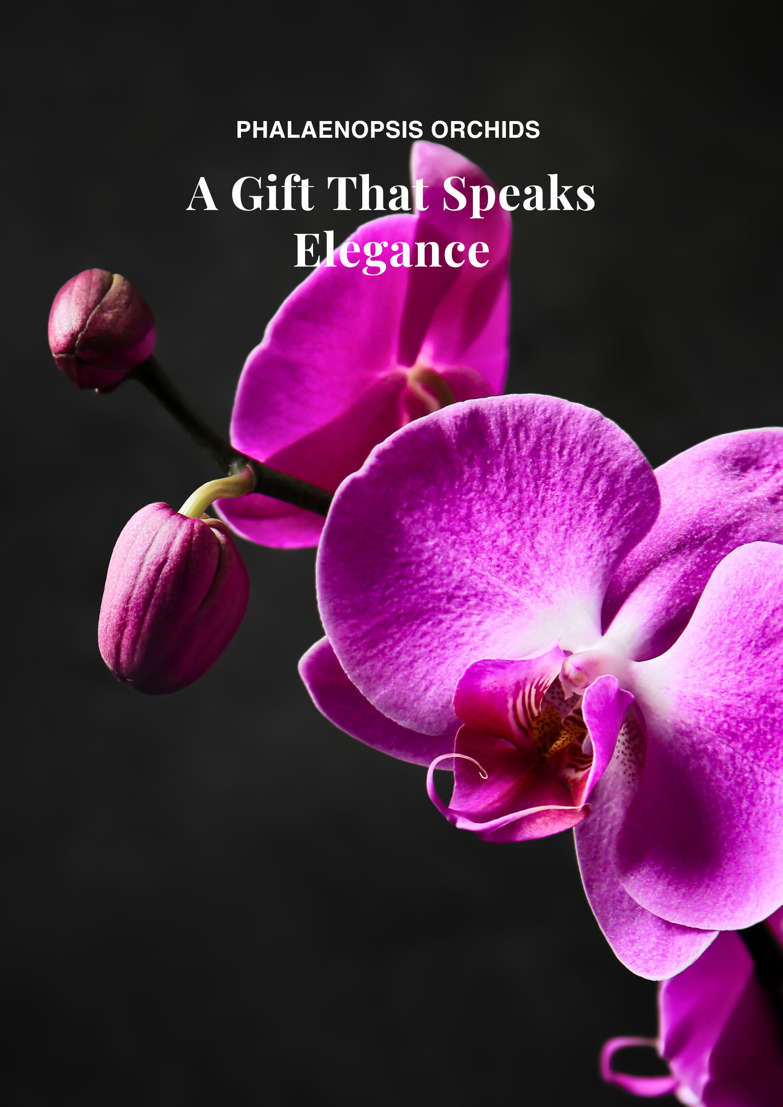Phalaenopsis orchids vertical banner