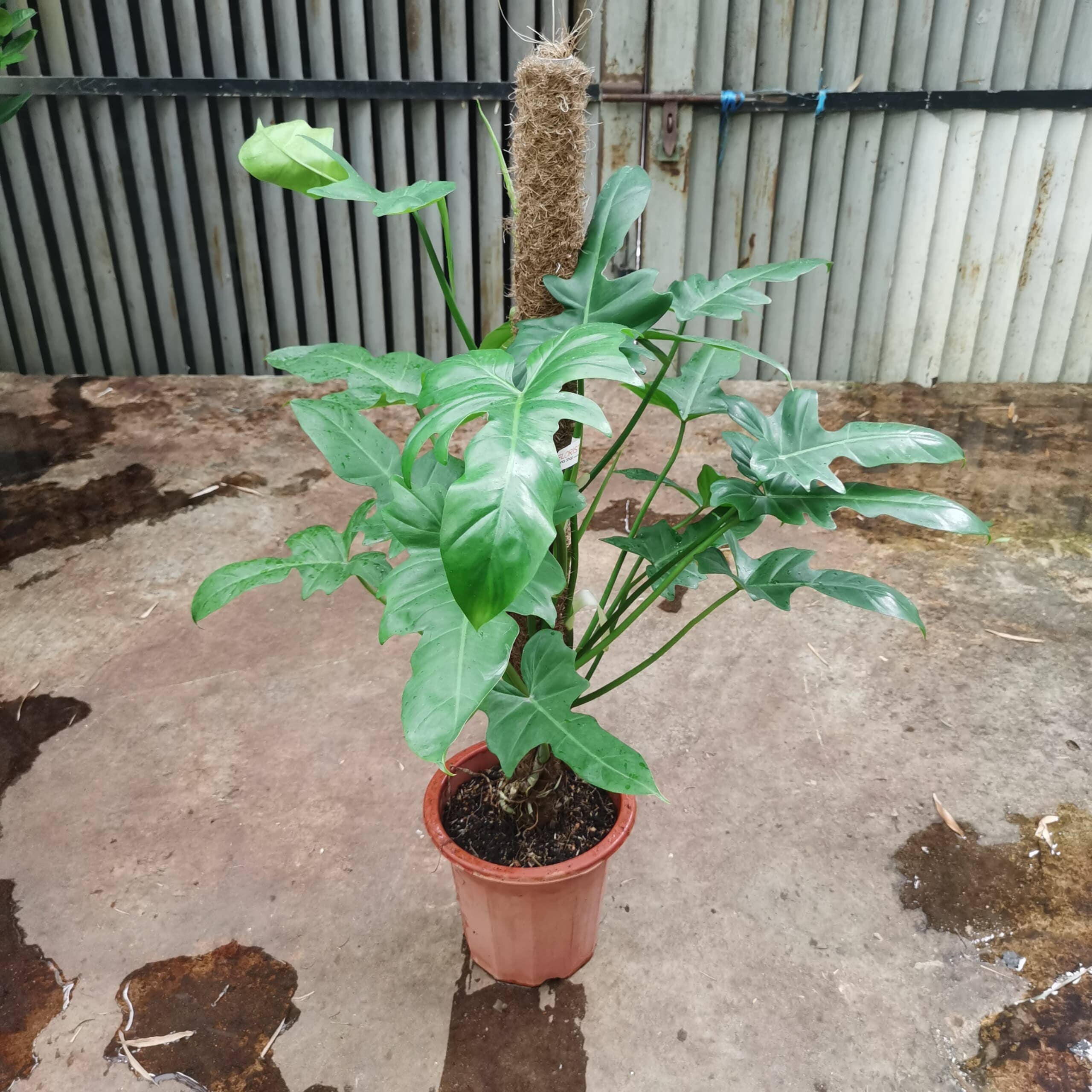 dragon head philodendron Philodendron Dragon Head
