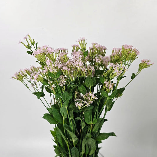 Fresh Cut Flowers at Floristika