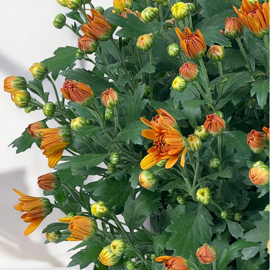 Chrysanthemum - Orange (BB Flat P205)