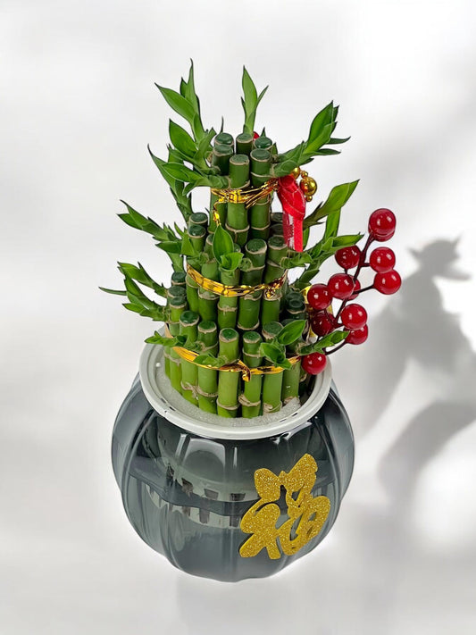 Lucky Bamboo - Gold 6 in 1