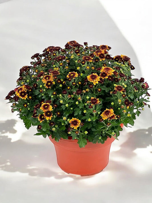 Chrysanthemum - 2 Tone Yellow/Orange Maroon (P210)