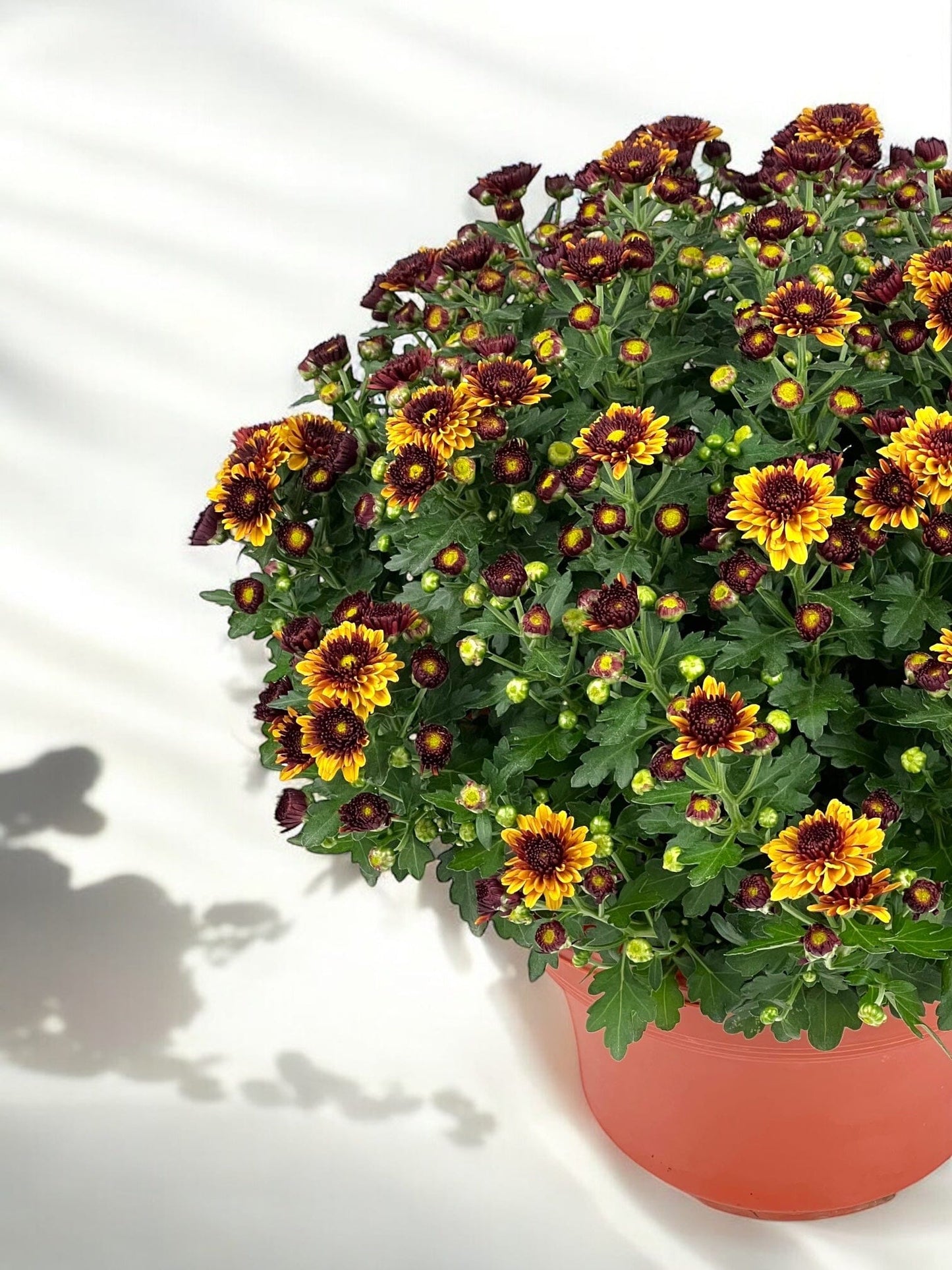 Chrysanthemum - 2 Tone Yellow/Orange Maroon (P210)