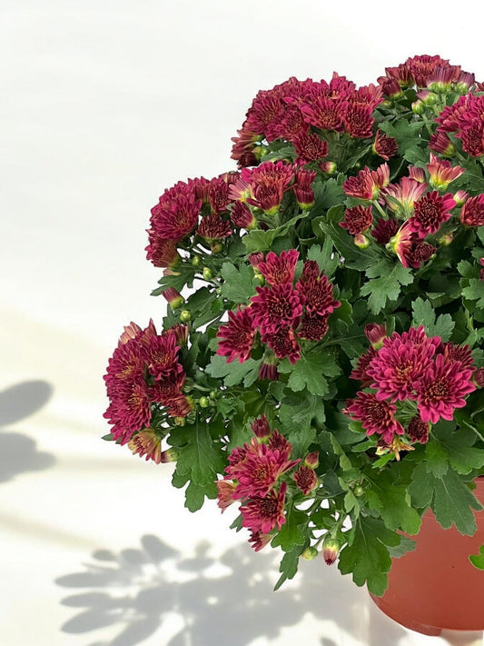 Chrysanthemum - Maroon (P150)