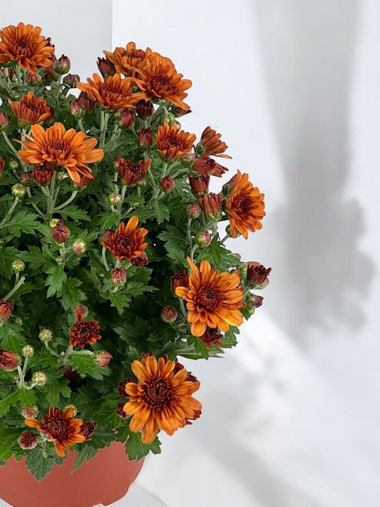 Chrysanthemum - Brown (P150)