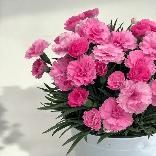 Pot Carnation (China) P150 - Assorted Colours