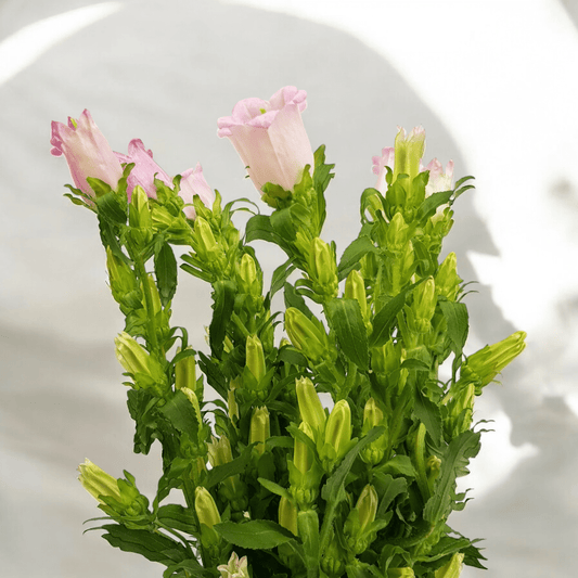 Campanula - Pink
