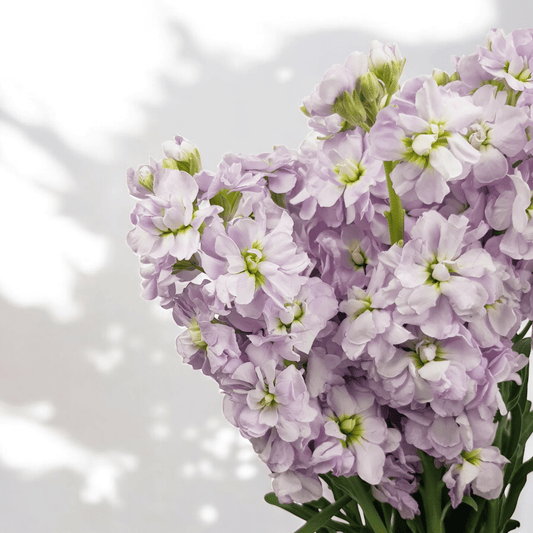Matthiola - Lilac